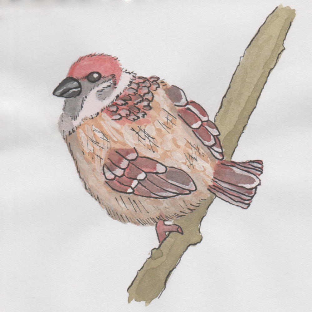 The Eurasian Tree Sparrow in watercolour